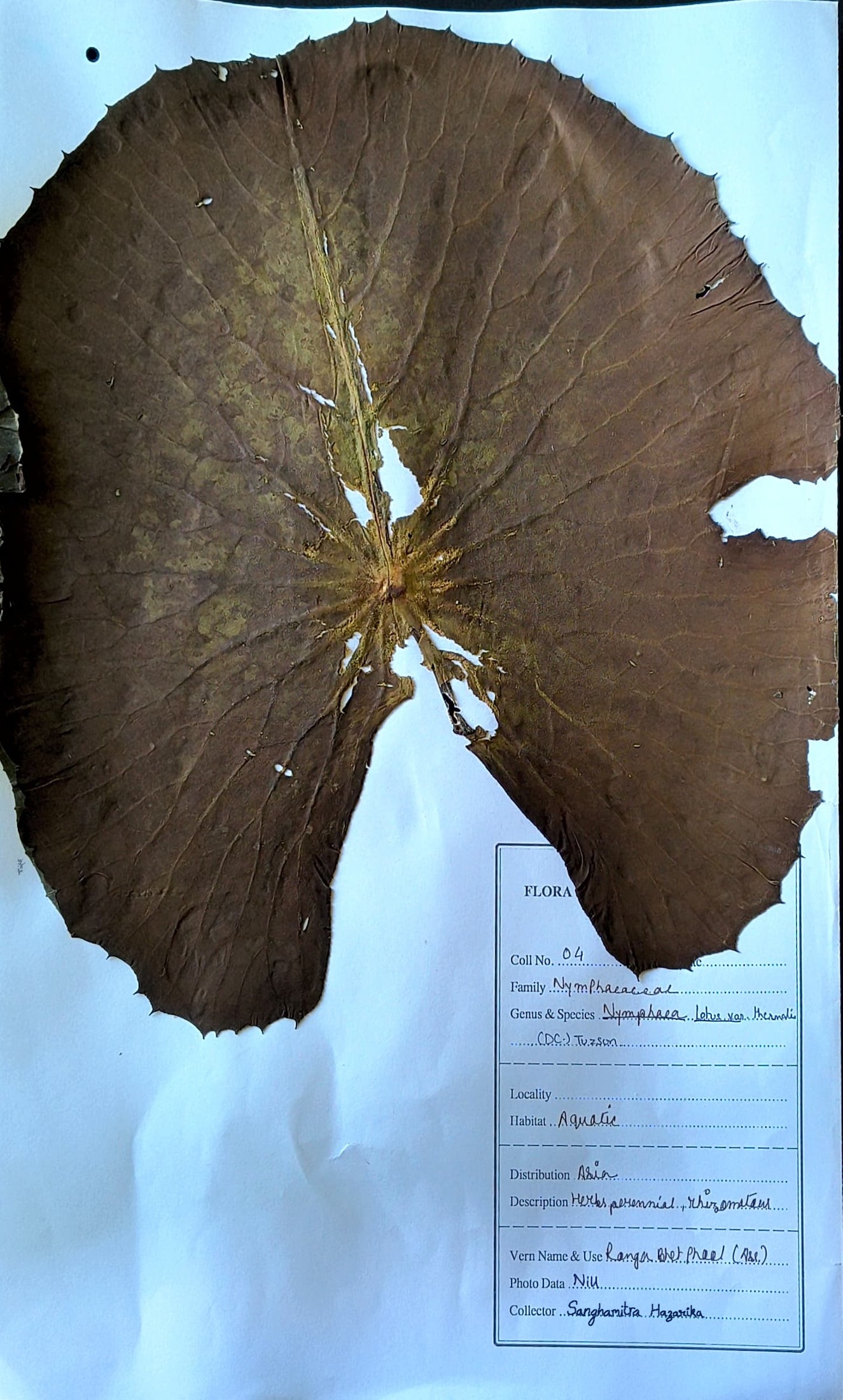 Ronga Bhet Phool (Herbarium)